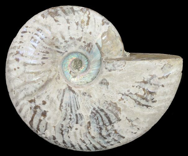 Silver Iridescent Ammonite - Madagascar #61513